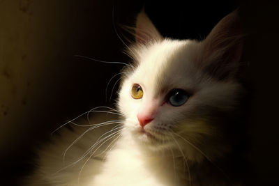 Close-up portrait of cat