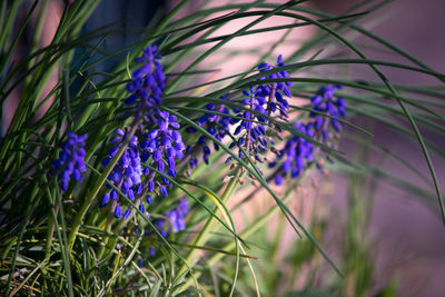 Blue flower