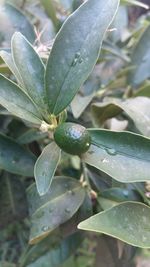 Close-up of leaves