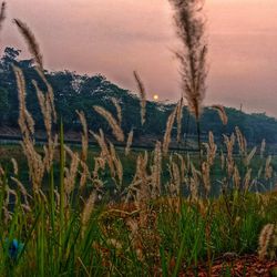 Close-up of plants growing on field against sky
