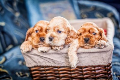 Portrait of cute puppy in basket