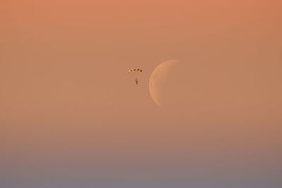 Low angle view of bird flying in sky