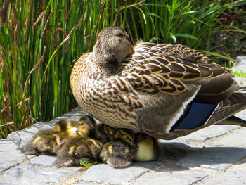 View of birds in grass