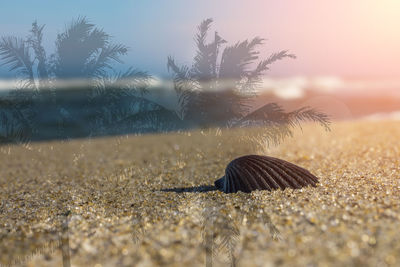 Close-up of crab on sand