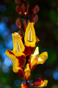 Close-up of yellow flowering plant