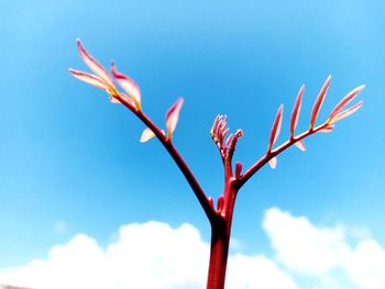 Low angle view of flowering plant against blue sky