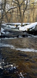 Bare trees by river in winter