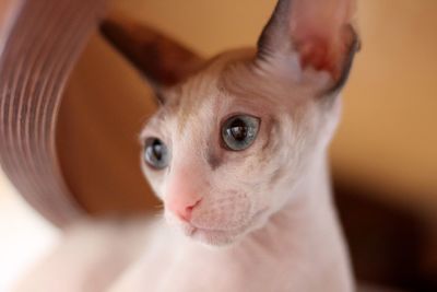 Close-up of a cornish rex kitten 