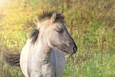 Close-up of a horse