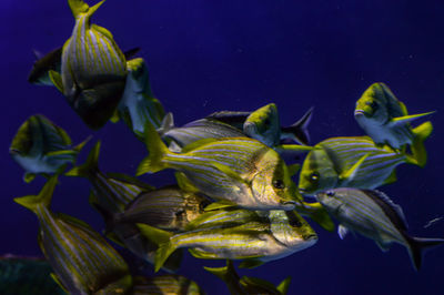 Fishes in water seen through glass tank in aquarium