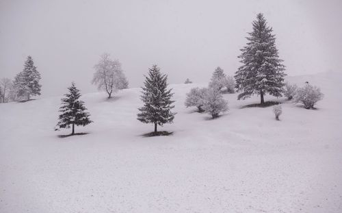 Trees on snow covered landscape against sky