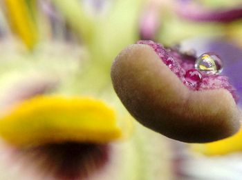 Extreme close up of fruit