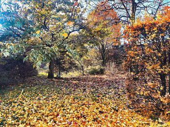 Sunlight falling on autumn leaves on field