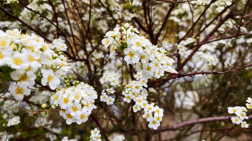 Close-up of white cherry blossoms in spring