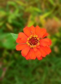 Close-up of red flower