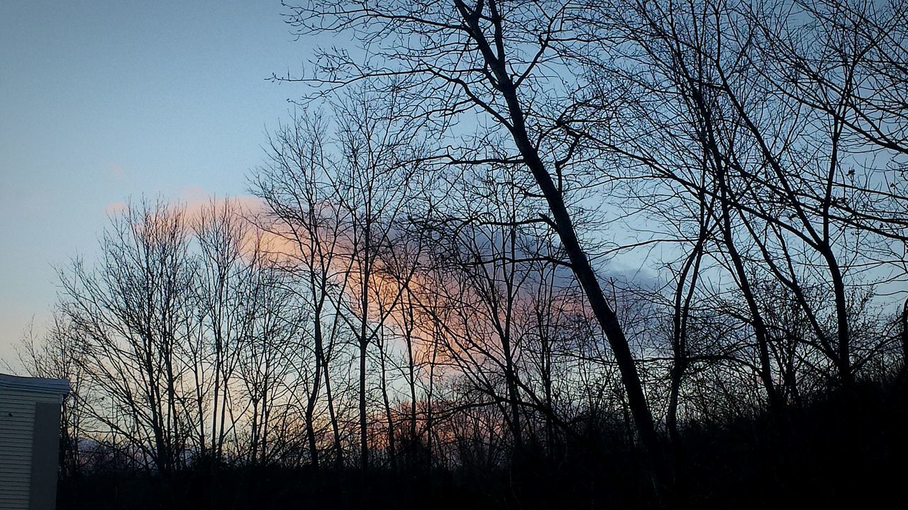 bare tree, tree, no people, nature, outdoors, low angle view, branch, silhouette, sky, beauty in nature, day