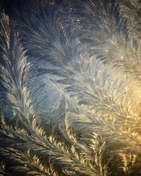 Full frame shot of feathers