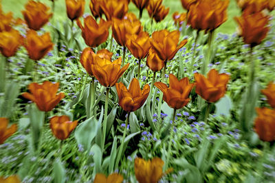 Close-up of orange flowering plants