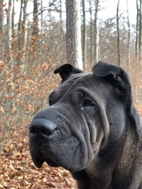 Close-up of dog on tree