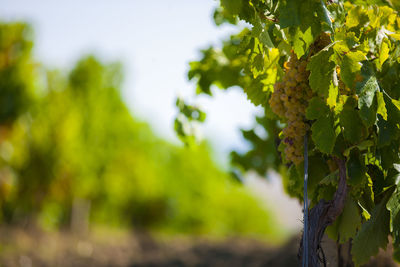 Close-up of tree against blurred background