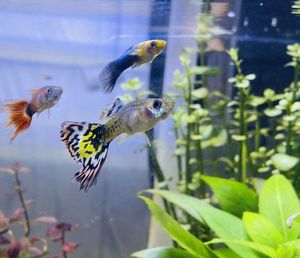 Close-up of fish swimming in aquarium