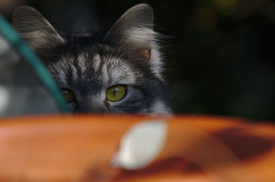 Close-up portrait of cat