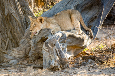 Lion on tree trunk