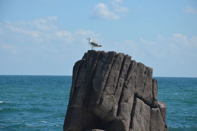 Seagull perching on rock by sea against sky