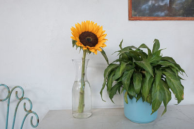 Yellow flowers in vase against wall