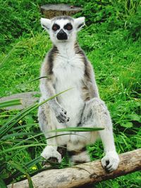 Portrait of cat sitting on field