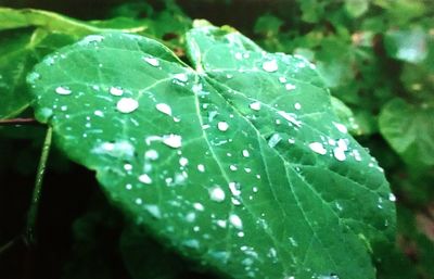 Close-up of leaves