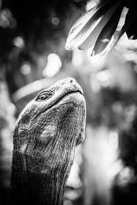 Close-up of a bird