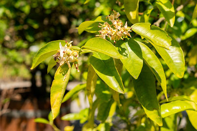plant
