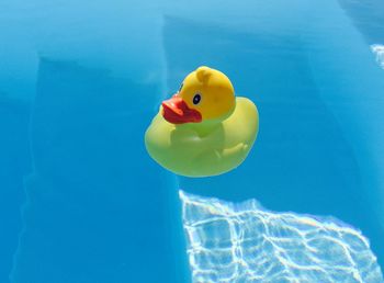 High angle view of toy duck on swimming pool