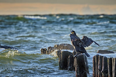 Seagull perching on wooden post in sea