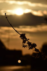 Close-up of silhouette plant against sky during sunset