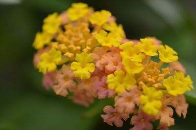 Close-up of fresh yellow flowers blooming outdoors
