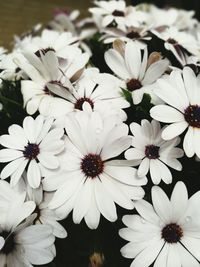 Close-up of white flower