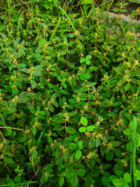 Full frame shot of fresh green plants