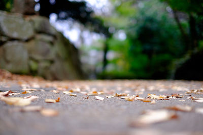 Close-up of leaf against blurred background