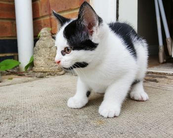 Close-up of cat sitting outdoors