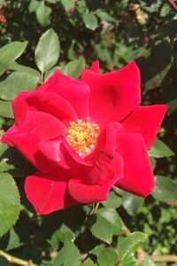 Close-up of red rose