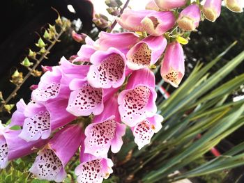 Close-up of pink flowers