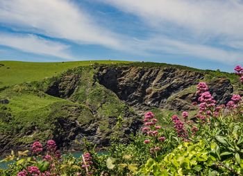 Scenic view of pink flowering plants against sky