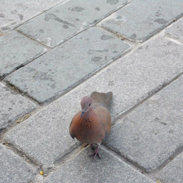 animal themes, bird, one animal, animals in the wild, wildlife, high angle view, street, pigeon, sidewalk, day, outdoors, perching, duck, sunlight, no people, close-up, full length, footpath, cobblestone, pavement