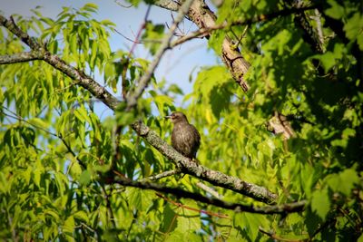 Low angle view of bird perching on branch