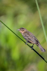 Brown female red-wing blackbird agelaius phoeniceus perches on the tall reeds and grass in a pond