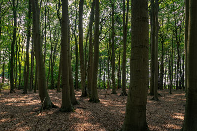 View of bamboo trees in forest