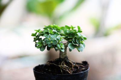 plant
