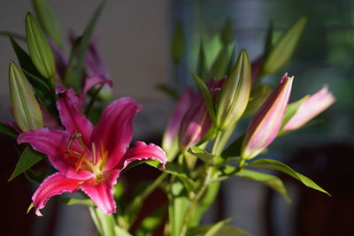 Close-up of pink flowering plant